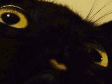 Cat Black Cat GIF - Cat Black Cat Void Cat GIFs
