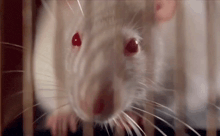 a close up of a white rat in a cage with red eyes