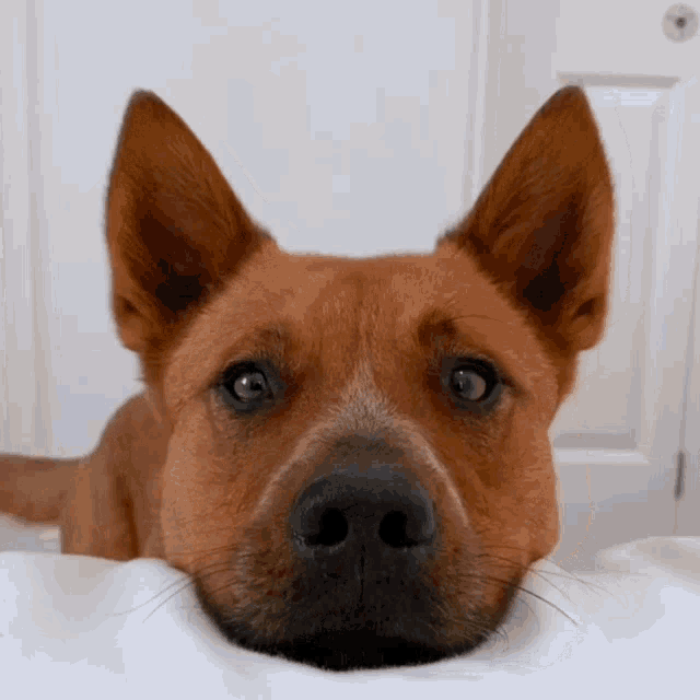 Cute Dog GIF - Cute Dog Animals - Discover & Share GIFs