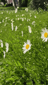 flowers daisy daisys aesthetic wind