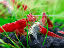 shrimp cherry