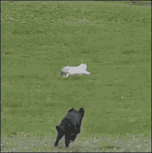Dog Cat GIF - Dog Cat Chase GIFs