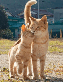 Share A Little Love Today GIF - Share A Little Love Today GIFs
