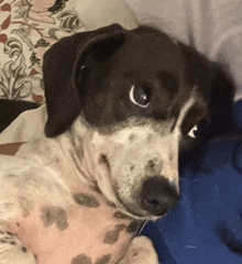 a brown and white dog laying on a bed