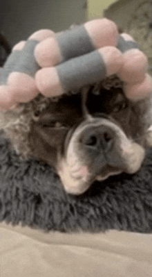 a dog is laying on a blanket with a stuffed animal on its head .