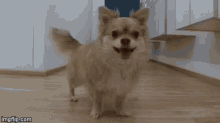 Dance Dog GIF - Dance Dog GIFs