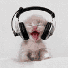 Listening To Music Kitten GIF - Listening To Music Kitten Head Shaking GIFs