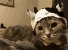 funny animals cat costume in halloween