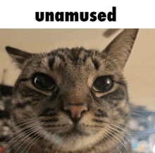 Cat Unamused GIF
