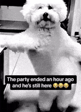The Party Ended An Hour Ago Dog Dance GIF - The Party Ended An Hour Ago Dog Dance Sobbing GIFs