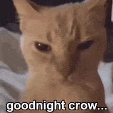 Goodnight Good Night GIF - Goodnight Good Night Crow GIFs