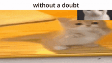 Without A Doubt Cat GIF - Without A Doubt Cat Without A Doubt GIFs