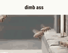 Dimb Ass Bee GIF - Dimb Ass Bee Gif GIFs