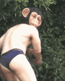 Monkey Locomonkey GIF - Monkey Locomonkey GIFs