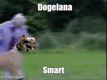a dog wearing sunglasses is being chased by a person wearing a purple shirt and a blue jacket