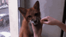 fox cute adorable brush teeth