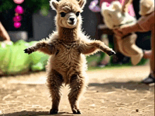 Llama Dancing Llama GIF - Llama Dancing Llama Anonygma GIFs