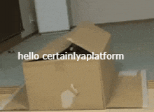 a cat is sitting in a cardboard box with the words hello certainlyaplatform below it