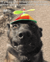 a dog wearing a hat that says if you packed feelings for wun-escha please unpack immediately brains only