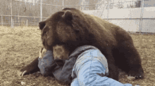 Bear Hug GIF - Bear Hug Bear Hug GIFs