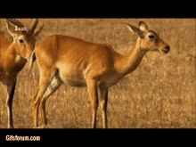Antelope Butt GIF - Antelope Butt Sniff GIFs