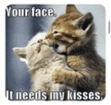 two kittens are hugging each other and kissing each other .