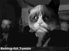 Clap Cat GIF - Clap Cat Kitten GIFs