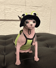 a hairless cat wearing a green tank top and a black hat