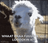 a white llama is standing next to a black llama in a cage and looking at the camera .