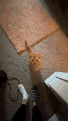 Cat Hungry GIF - Cat Hungry Camera GIFs