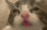 a close up of a cat 's face with its eyes closed and a red nose .