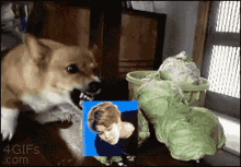 Jimin Dog Mad GIF - Jimin Dog Mad Dog Eat Cabbage GIFs