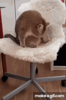 Hosico Cat GIF - Hosico Cat GIFs