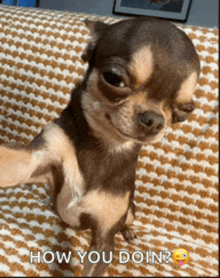 a small dog is sitting on a couch with the words how you doin