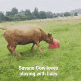 Cow Savana GIF - Cow Savana GIFs