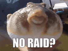 No Raid Pufferfish GIF - No Raid Pufferfish GIFs