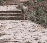 a monkey is walking down a set of stairs on a stone path .