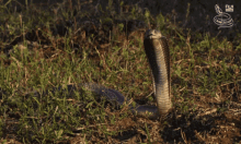 living zoology snake cobra spitting cobra herping