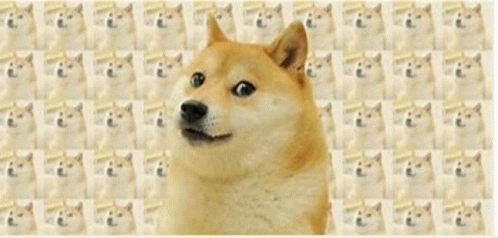 Doge GIF - Doge - Discover & Share GIFs