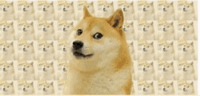 Doge GIF - Doge GIFs