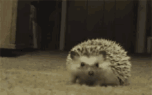 Hedgehog Shy GIF - Hedgehog Shy Hide GIFs