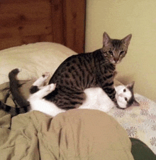 Kitty Kitty On Bed GIF