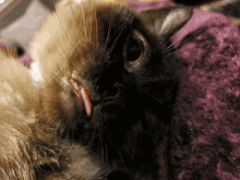 Cat Siamese GIF - Cat Siamese GIFs