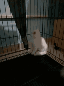 Cats Cute GIF - Cats Cute Cage GIFs