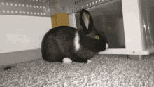 Tokki Bunny GIF - Tokki Bunny Rabbit GIFs