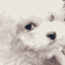 Pianistchenle Chenle Daegal Nct Dream Dog Zhong Angry Mad GIF - Pianistchenle Chenle Daegal Nct Dream Dog Zhong Angry Mad GIFs