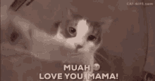 Muah Love You Mama GIF - Muah Love You Mama Cat GIFs