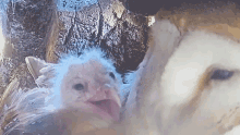 Yawn Barn Owl GIF - Yawn Barn Owl Robert E Fuller GIFs