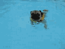dog pug swim splash life jacket