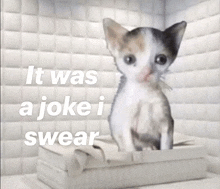 a kitten sitting on a box with the words it was a joke i swear